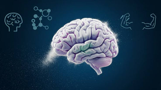Creatine for Mental Sharpness: What Clinical Research Says About Brain Energy, Focus & Memory - The Daily Crave Creatine